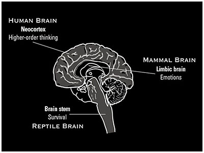 part1-04-triunebrain